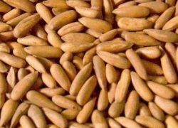 terranevo nuts (2)